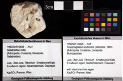 Foto (Objket + Etiketten) von Cracensigillatus acutirostris (Moericke, 1889) 